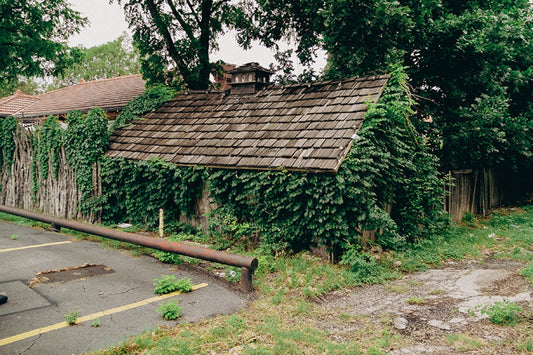 Wood-shingle roof nearly swallowed by climbing green ivy, with a cedar fence and trees around it